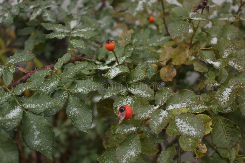 La prima neve si trova sul verde cinorrodi dei. L'inverno è venuto ma bush è ancora verde