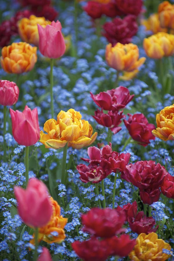 La primavera brillante florece el jardín ornamental de los tulipanes magentas anaranjados rosados coloridos