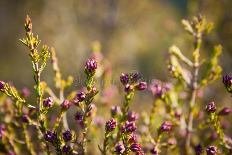 La primavera comincia con i fiori fotografia stock libera da diritti La primavera comincia con i fiori fotografia stock libera da diritti