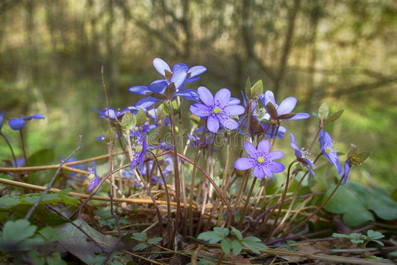 La primavera fiorisce Europa Mayflower nobile fotografia stock libera da diritti La primavera fiorisce Europa Mayflower nobile fotografia stock libera da diritti