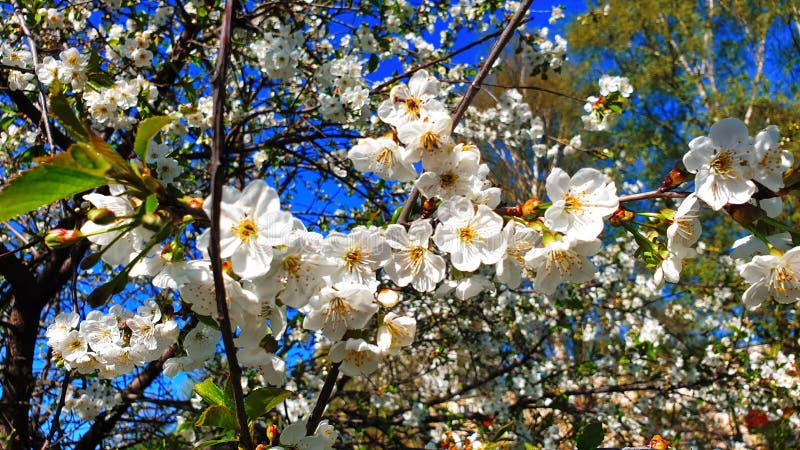 La primavera fiorisce i fiori dell'estate della primavera dell'albero di Cherry Blossom ma il bello fondo bianco floreale della n fotografia stock libera da diritti La primavera fiorisce i fiori dell'estate della primavera dell'albero di Cherry Blossom ma il bello fondo bianco floreale della n fotografia stock libera da diritti