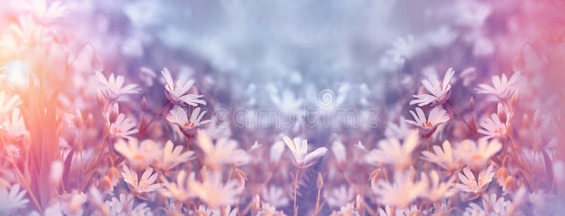 La primavera fiorisce in prato - fiori bianchi del prato fatti con i filtri colorati fotografie stock La primavera fiorisce in prato - fiori bianchi del prato fatti con i filtri colorati fotografie stock
