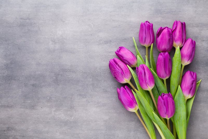 La primavera multicolora florece, tulipán en un fondo gris foto de archivo La primavera multicolora florece, tulipán en un fondo gris foto de archivo