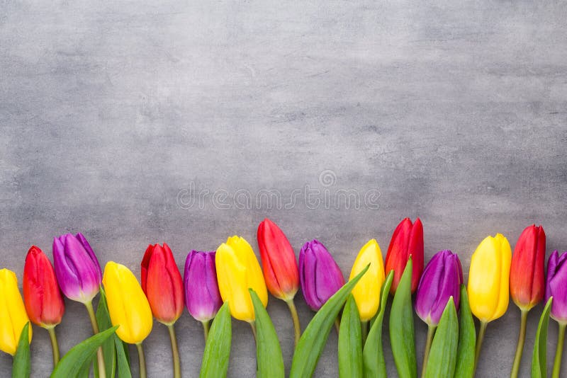 La primavera multicolora florece, tulipán en un fondo gris foto de archivo La primavera multicolora florece, tulipán en un fondo gris foto de archivo