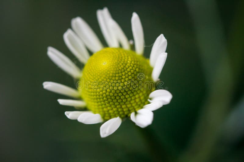 La primera de las flores de la manzanilla o la manzanilla. Hermoso detalle fotografía de archivo libre de regalías