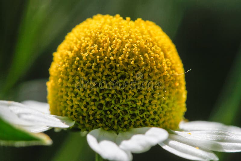 La primera de las flores de la manzanilla o la manzanilla. Hermoso detalle imagenes de archivo