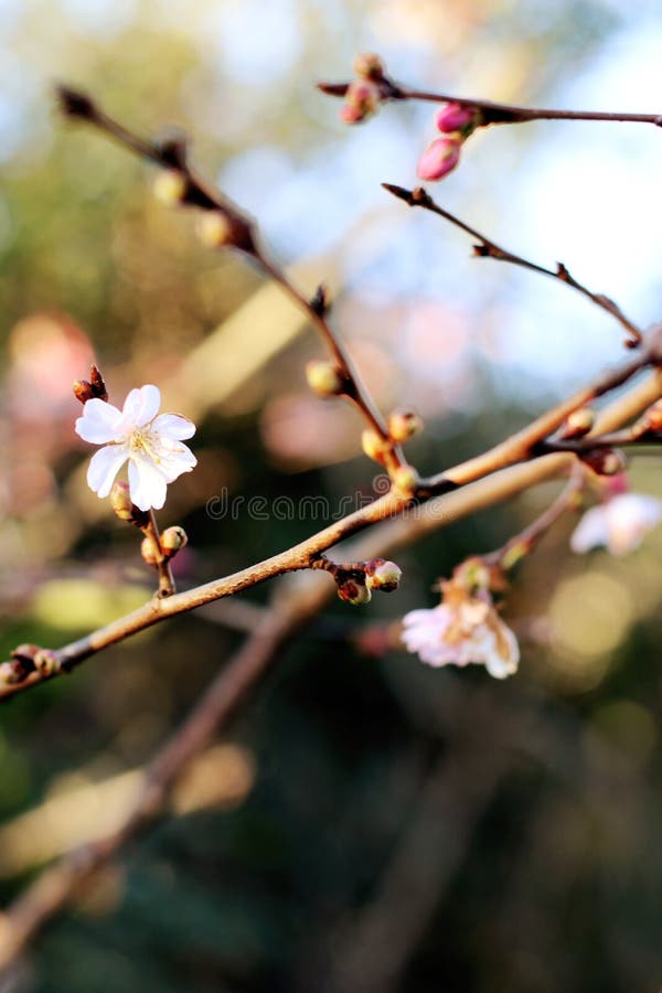 La primera primavera de la abertura floral del brote florece en el fondo de los árboles fotografía de archivo libre de regalías La primera primavera de la abertura floral del brote florece en el fondo de los árboles fotografía de archivo libre de regalías