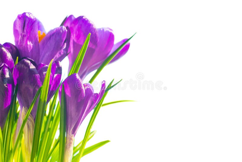 La primera primavera florece - el ramo de azafranes púrpuras fotografía de archivo libre de regalías La primera primavera florece - el ramo de azafranes púrpuras fotografía de archivo libre de regalías