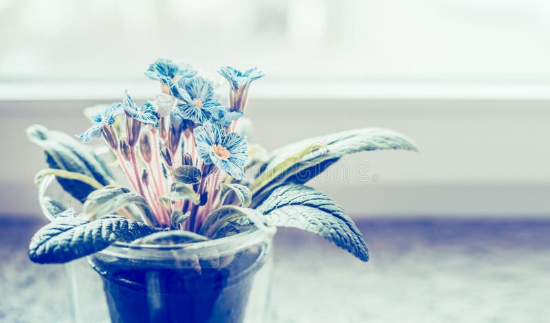 La primevère bleue dans le pot de fleurs sur le rebord de fenêtre, se ferment images libres de droits La primevère bleue dans le pot de fleurs sur le rebord de fenêtre, se ferment images libres de droits