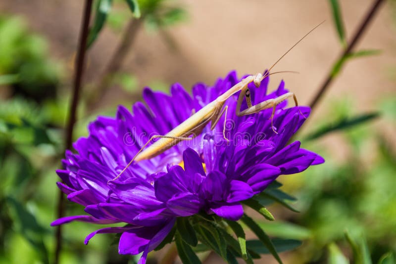 La prière de l'Insecte Mantis sur une fleur dans le jardin. Mantis clair, assis sur des pétales de maîtres images libres de droits La prière de l'Insecte Mantis sur une fleur dans le jardin. Mantis clair, assis sur des pétales de maîtres images libres de droits