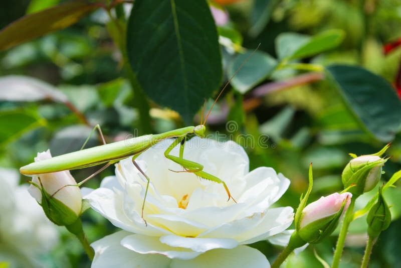 La prière de l'Insecte de Mantis sur une fleur dans le jardin Mantis vert, assis sur des pétales de rose image stock La prière de l'Insecte de Mantis sur une fleur dans le jardin Mantis vert, assis sur des pétales de rose image stock