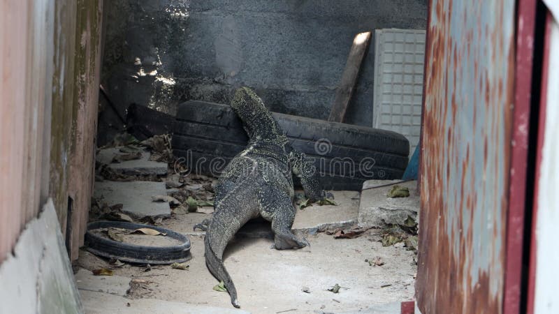 La promenade de salvator asiatique varanus de moniteur d'eau dans le jardin Thaïlande. banque de vidéos