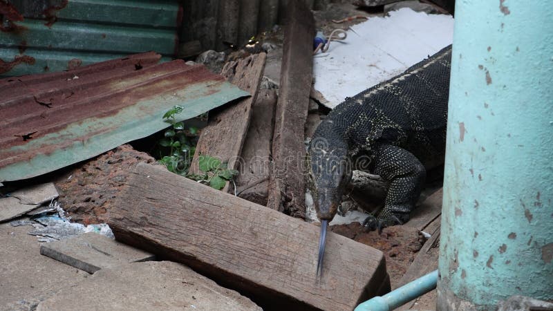 La promenade de salvator asiatique varanus de moniteur d'eau dans le jardin Thaïlande. banque de vidéos