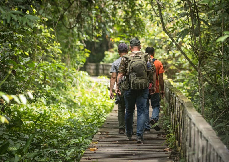 The boardwalk in Niah National Park in Sarawak Malaysia, walked by three people, tourists going to the famous Niah caves. Wooden plank walk and green rain forest. The boardwalk in Niah National Park in Sarawak Malaysia, walked by three people, tourists going to the famous Niah caves. Wooden plank walk and green rain forest