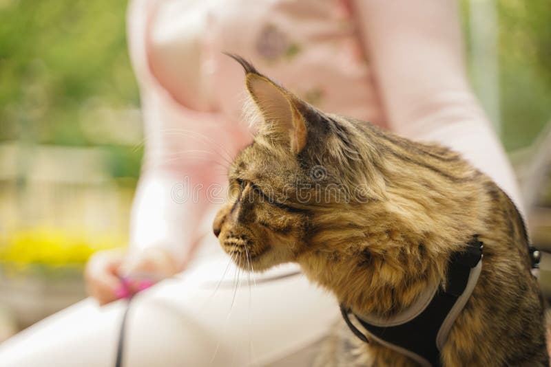 Promenade avec un chat Maine Coon