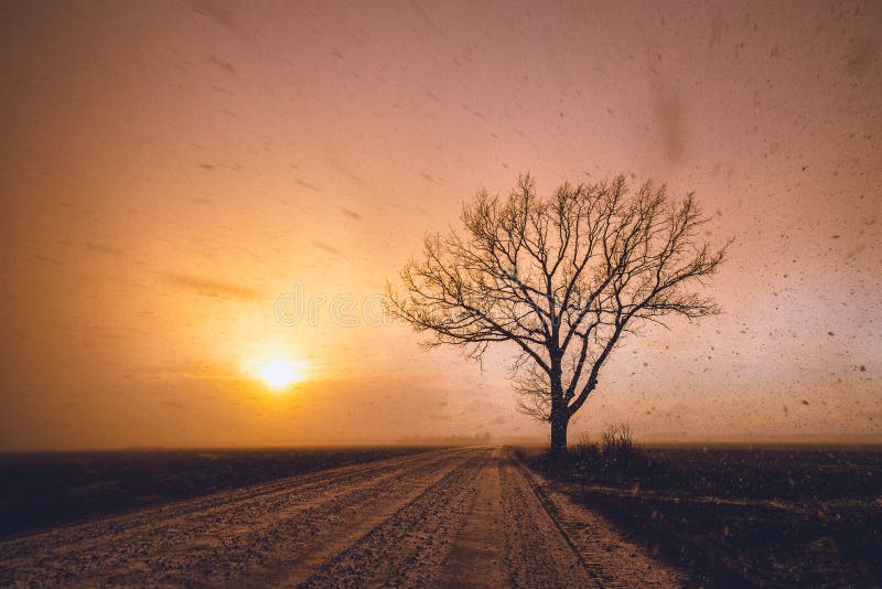 La puesta del sol y la nevada de color naranja colorearon por él y el árbol solo cerca de la carretera nacional en los campos foto de archivo La puesta del sol y la nevada de color naranja colorearon por él y el árbol solo cerca de la carretera nacional en los campos foto de archivo