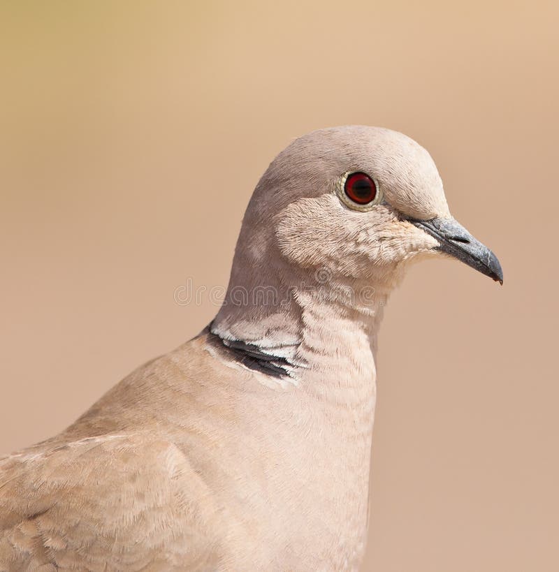 La pureté d'un pigeon colombin photo libre de droits