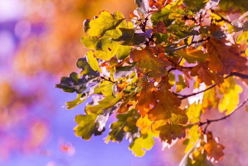 La quercia di autunno lascia il ramo, colori differenti dipinti fotografia stock La quercia di autunno lascia il ramo, colori differenti dipinti fotografia stock