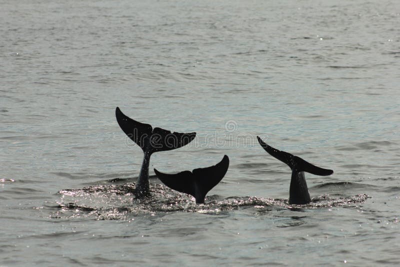 La queue de conte de trois dauphins image stock La queue de conte de trois dauphins image stock