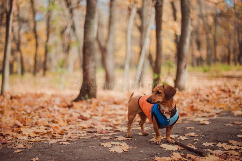 La race mignonne de teckel de chien de portrait, noir et bronzage, s'est habillée dans un imperméable, temps frais d'automne pour images stock La race mignonne de teckel de chien de portrait, noir et bronzage, s'est habillée dans un imperméable, temps frais d'automne pour images stock