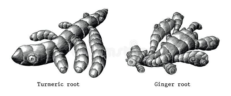 La radice dello zenzero e mano botanica della radice di curcuma estraggono la clip d'annata a illustrazione di stock La radice dello zenzero e mano botanica della radice di curcuma estraggono la clip d'annata a illustrazione di stock