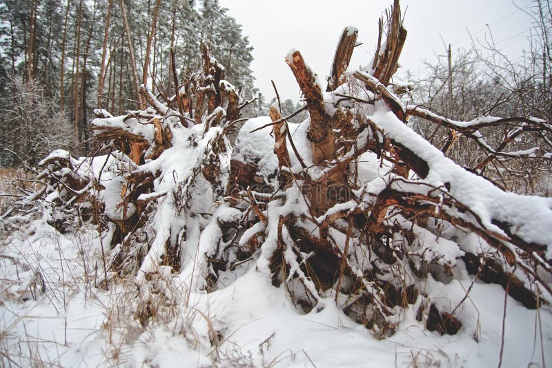 La radice di un albero caduto immagini stock La radice di un albero caduto immagini stock