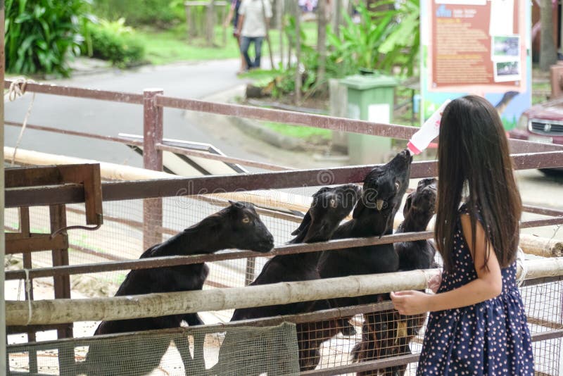 La ragazza asiatica allatta con il biberon la capra nel parco dello zoo immagini stock libere da diritti La ragazza asiatica allatta con il biberon la capra nel parco dello zoo immagini stock libere da diritti