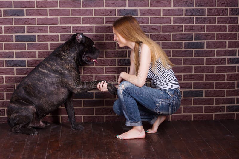 La ragazza in jeans ed in un cane di Cane Corso della maglietta impara la zampa di elasticità di comando immagini stock libere da diritti La ragazza in jeans ed in un cane di Cane Corso della maglietta impara la zampa di elasticità di comando immagini stock libere da diritti