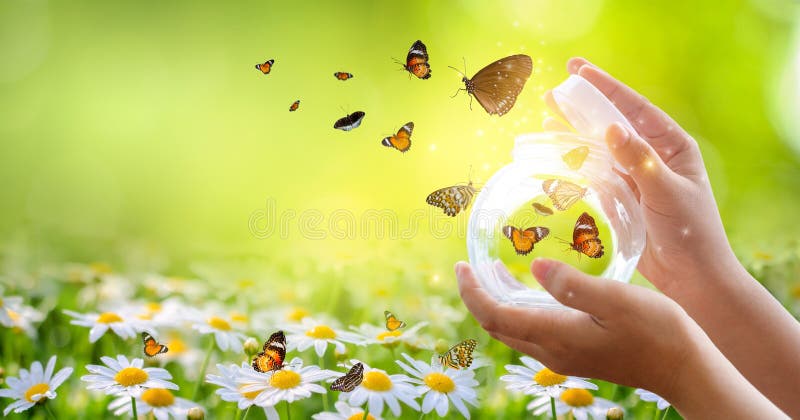 The girl frees the butterfly from  the jar, golden blue moment Concept of freedom. The girl frees the butterfly from  the jar, golden blue moment Concept of freedom