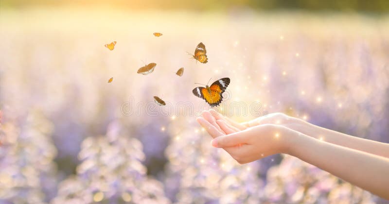 The girl frees the butterfly  from the jar, golden blue moment Concept of freedom. The girl frees the butterfly  from the jar, golden blue moment Concept of freedom