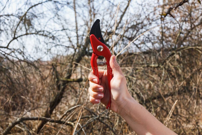La ragazza sta tenendo un pruner rosso nel giardino immagini stock La ragazza sta tenendo un pruner rosso nel giardino immagini stock