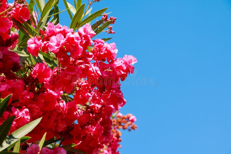 La rama de la buganvilla rosada hermosa florece contra el fondo del cielo azul Flores rosadas Copie el espacio fotos de archivo La rama de la buganvilla rosada hermosa florece contra el fondo del cielo azul Flores rosadas Copie el espacio fotos de archivo