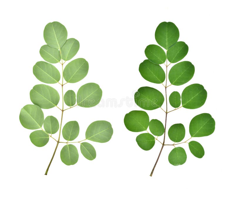 La rama de Moringa verde se va, las hierbas tropicales aisladas en blanco foto de archivo La rama de Moringa verde se va, las hierbas tropicales aisladas en blanco foto de archivo