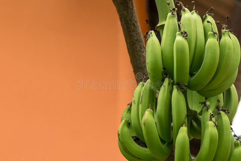 La rama de un plátano pone verde el primer largo inmaduro de muchas frutas de una planta tropical en un fondo marrón fotografía de archivo libre de regalías La rama de un plátano pone verde el primer largo inmaduro de muchas frutas de una planta tropical en un fondo marrón fotografía de archivo libre de regalías
