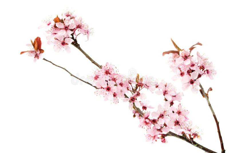 La rama del cerezo floreciente, Sakura aisló en el fondo blanco foto de archivo La rama del cerezo floreciente, Sakura aisló en el fondo blanco foto de archivo