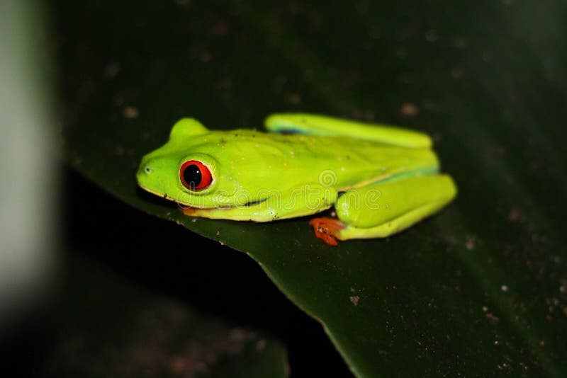 La rana arbórea de ojos enrojecidos magnífica de Matagalpa Nicaragua imágenes de archivo libres de regalías La rana arbórea de ojos enrojecidos magnífica de Matagalpa Nicaragua imágenes de archivo libres de regalías