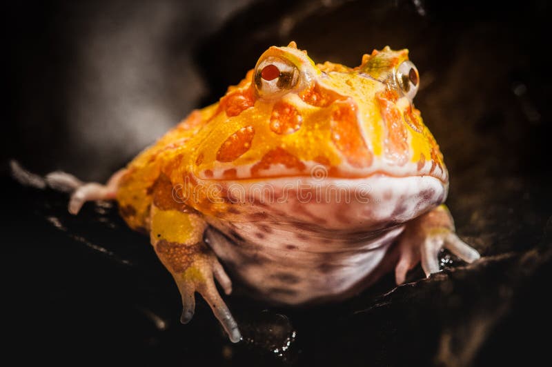 La rana cornuta dell'Argentina o la rana dell'Pac-uomo è la maggior parte delle specie comuni di rana cornuta, dai pascoli dell'A