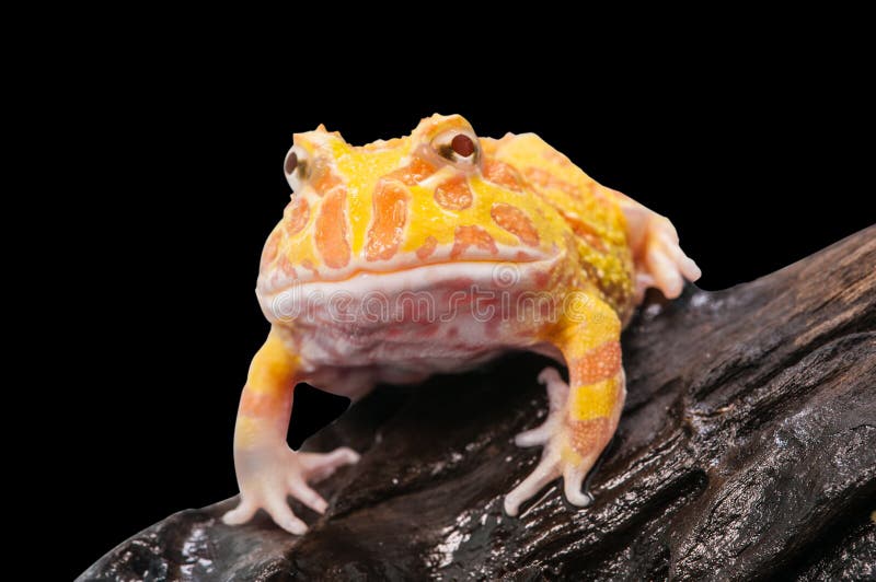 La rana cornuta dell'Argentina o la rana dell'Pac-uomo è la maggior parte delle specie comuni di rana cornuta, dai pascoli dell'A