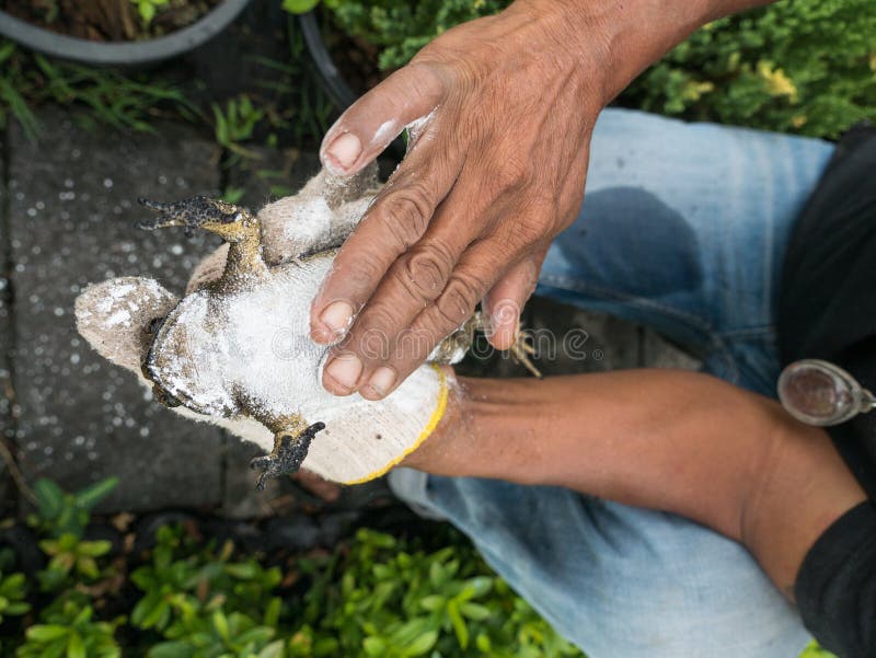 The man Caught Bullfrog Back Down,Then Apply Powder to The Stomach Bullfrog because It is Belived to Have a Fortune is The Numbers to win The Lottery. The man Caught Bullfrog Back Down,Then Apply Powder to The Stomach Bullfrog because It is Belived to Have a Fortune is The Numbers to win The Lottery