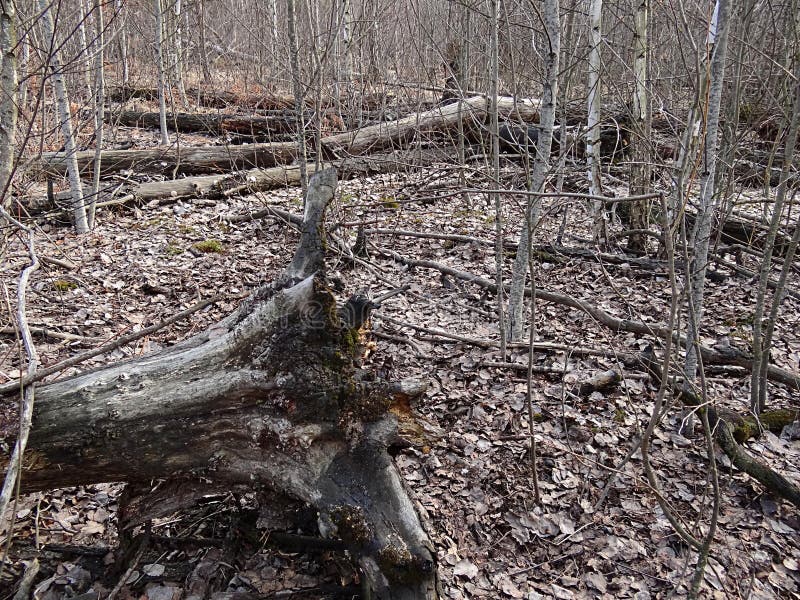 La raíz de un árbol viejo caido en un bosque boscoso imagen de archivo La raíz de un árbol viejo caido en un bosque boscoso imagen de archivo