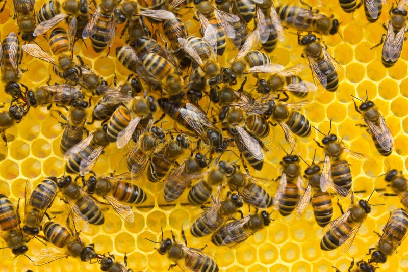 La reine des abeilles pond des oeufs dans le nid d'abeilles photo libre de droits La reine des abeilles pond des oeufs dans le nid d'abeilles photo libre de droits