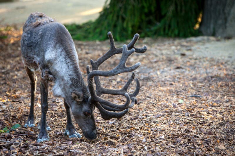La renna & il x28; lat Tarandus& x29 del Rangifer; , anche conosciuto come il caribù in Nord America immagini stock La renna & il x28; lat Tarandus& x29 del Rangifer; , anche conosciuto come il caribù in Nord America immagini stock