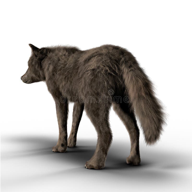 La retrovisione rende di Wolf Looking nero nella distanza royalty illustrazione gratis
