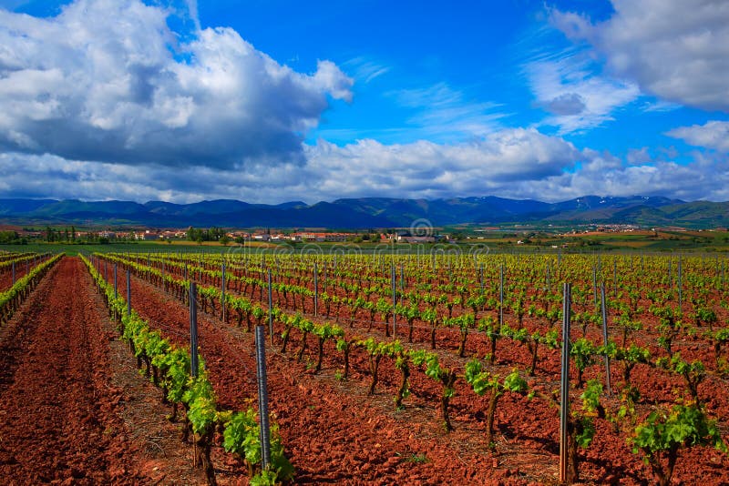 La Rioja vingårdfält i vägen av St James arkivfoto La Rioja vingårdfält i vägen av St James arkivfoto