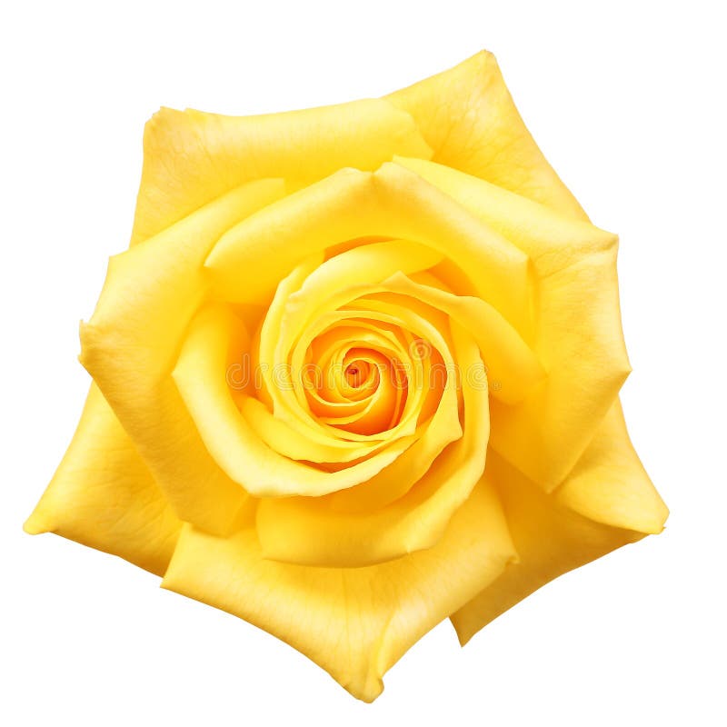 La rosa del amarillo aisló