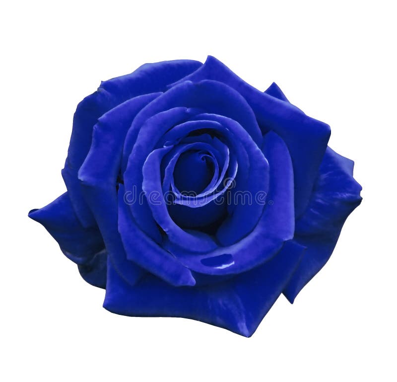 Velvet blue rose on a white isolated background with clipping path. no shadows. Closeup. For design, texture, borders, frame, background. Nature. Velvet blue rose on a white isolated background with clipping path. no shadows. Closeup. For design, texture, borders, frame, background. Nature.