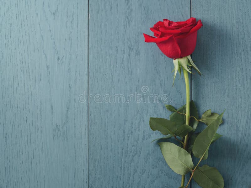La rosa del rojo en la tabla de madera azul tiró desde arriba fotos de archivo libres de regalías La rosa del rojo en la tabla de madera azul tiró desde arriba fotos de archivo libres de regalías