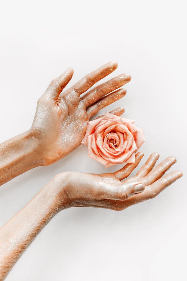 Pink rose in women`s hands with gold on petals. Pink rose in women`s hands with gold on petals