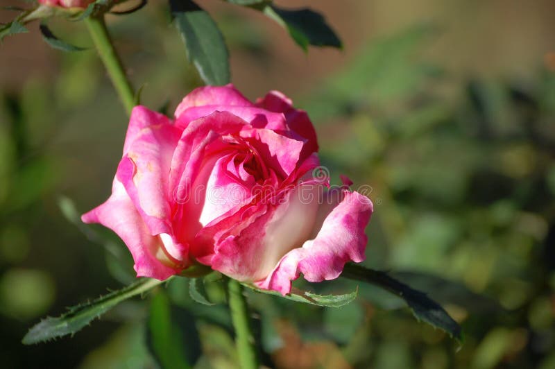 La rosa di rosa e di bianco di Varigated ha aperto a mala pena il germoglio fotografia stock La rosa di rosa e di bianco di Varigated ha aperto a mala pena il germoglio fotografia stock