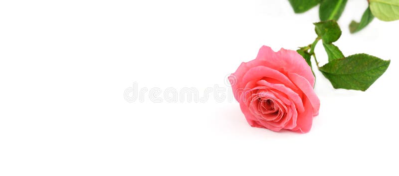 La rosa hermosa subió bandera de la flor en un backgroun blanco aislado imágenes de archivo libres de regalías La rosa hermosa subió bandera de la flor en un backgroun blanco aislado imágenes de archivo libres de regalías
